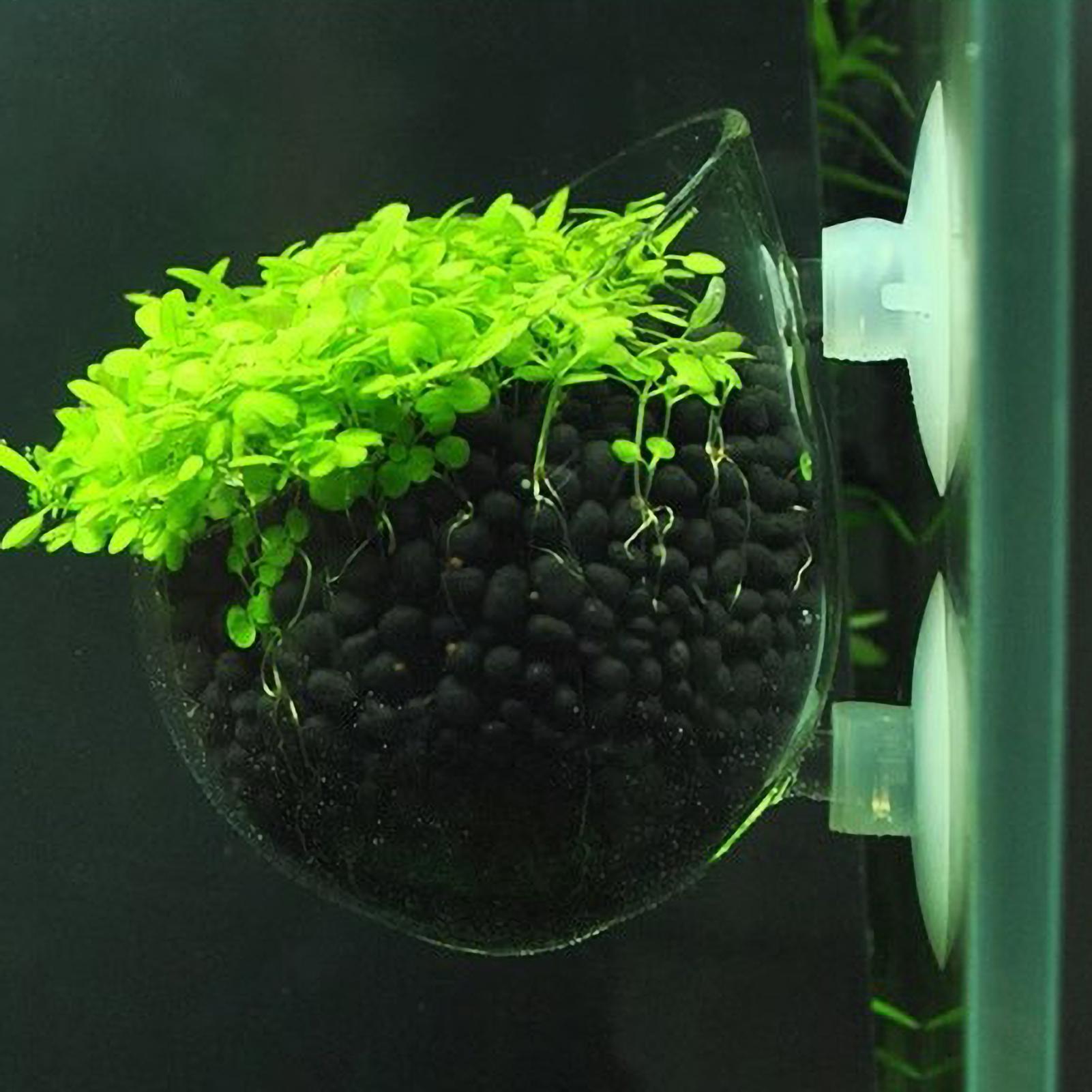 Aquarium Plant Holder Glass Aq - Marine Aquarium Live 评论和价格