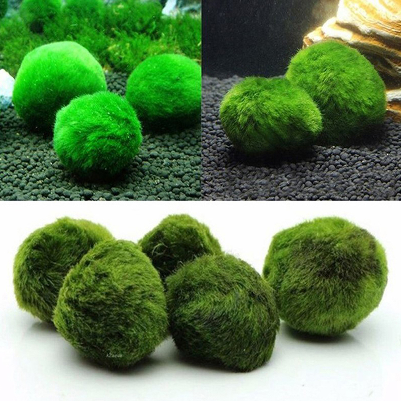 Marimo Moss Balls Live Aquariu - Marine Aquarium Live 评论和价格