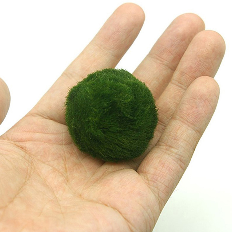 Marimo Moss Balls Live Aquariu - Marine Aquarium Live 评论和价格